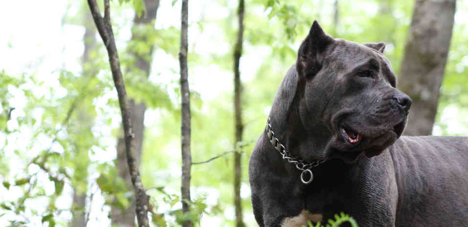 Frontal view of Skys Fade (female blue brindle cane corso) turning left with the forest background.