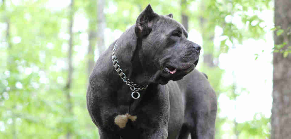 Skys Fade - a large blue brindle female cane corso, looking left.