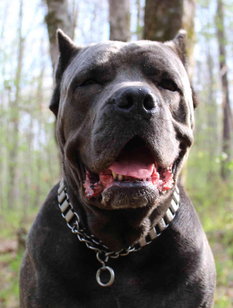 Skys Fade - a large blue brindle female cane corso, facing forward, showing frontal face and shoulders.