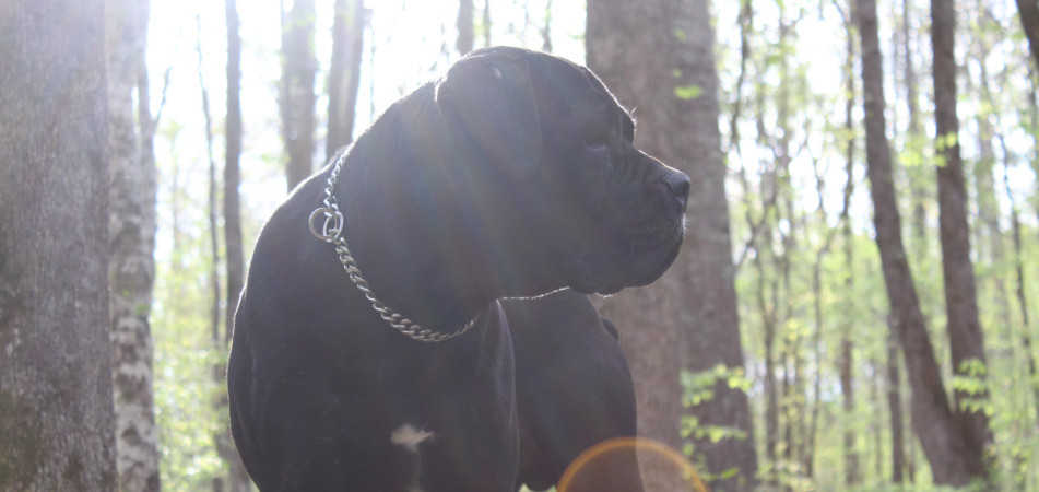 Skys Odin - a solid black male cane corso with natural ears, looking left with sunlight gleaming above through forest canopy.